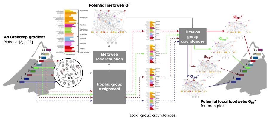 Diagram: from eDNA to soil food web, potential metaweb and local foodwebs per plot
