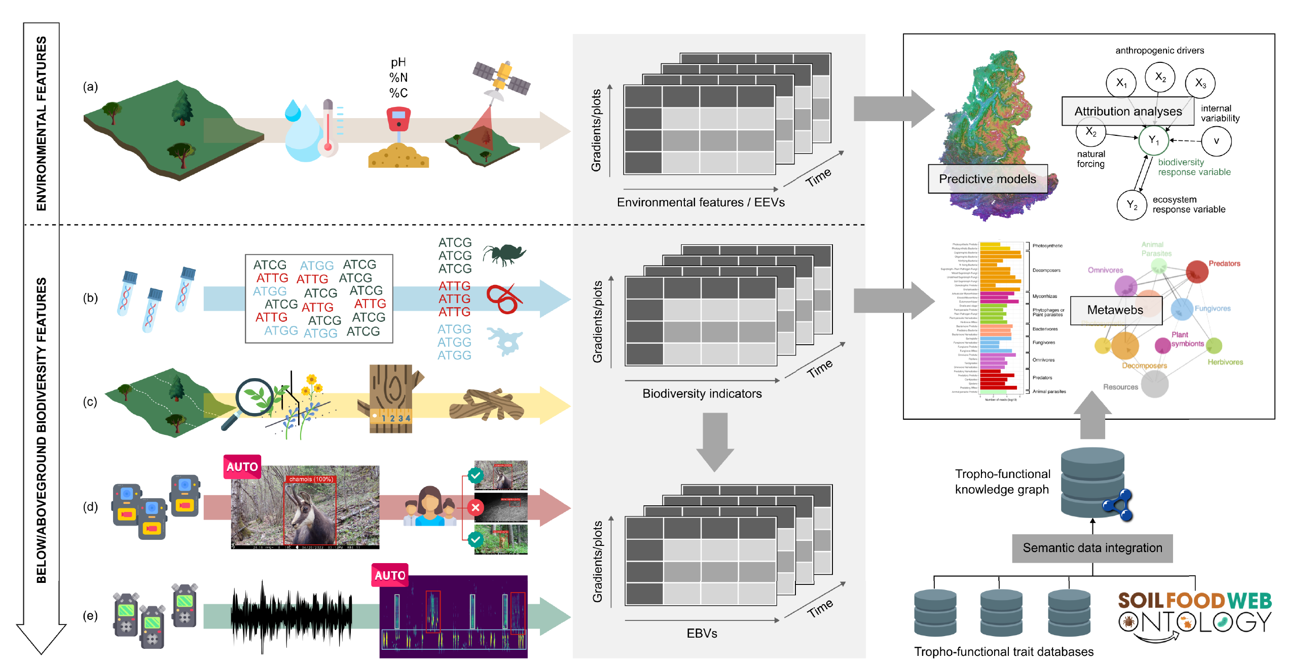 ORCHAMP data flow: environmental and biodiversity sensors feed data cubes, which feed predictive models, metawebs, a tropho-functional knowledge graph and the Soil Food Web Ontology